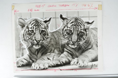 Tiger cubs masking - cubs,